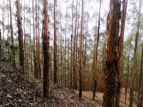 廣西桉樹 生物多樣性保護、生態平衡與木材安全的三維博弈